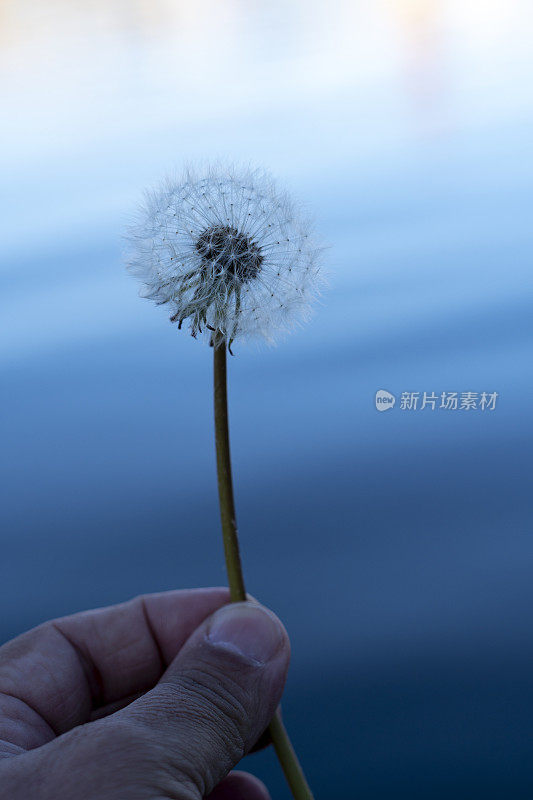 手持蒲公英(Taraxacum officinale)的男子